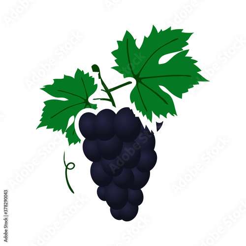 Icon Of Grape In Ui Colors
