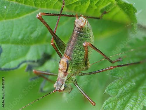 Laubholz-Säbelschrecke (Barbitistes serricauda)  photo