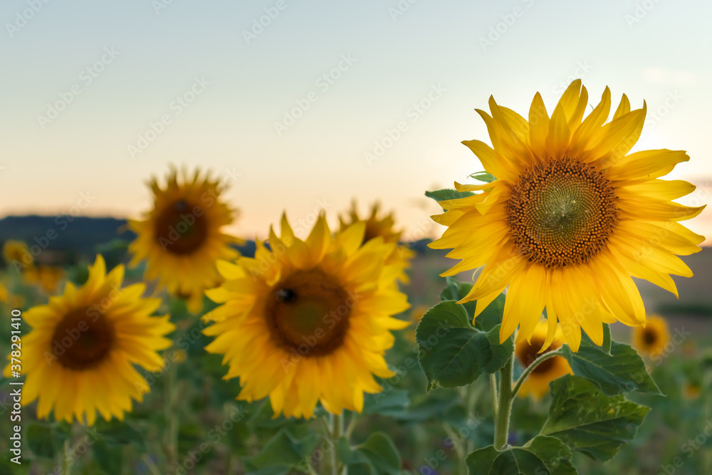 Close up of sunflowers in a field in Germany. 