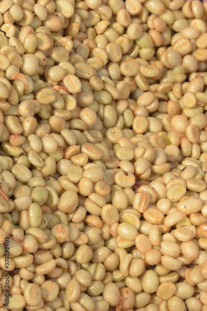 Coffee beans,In the ferment and wash method of wet processing Coffee beans,In the ferment and wash method of wet processing