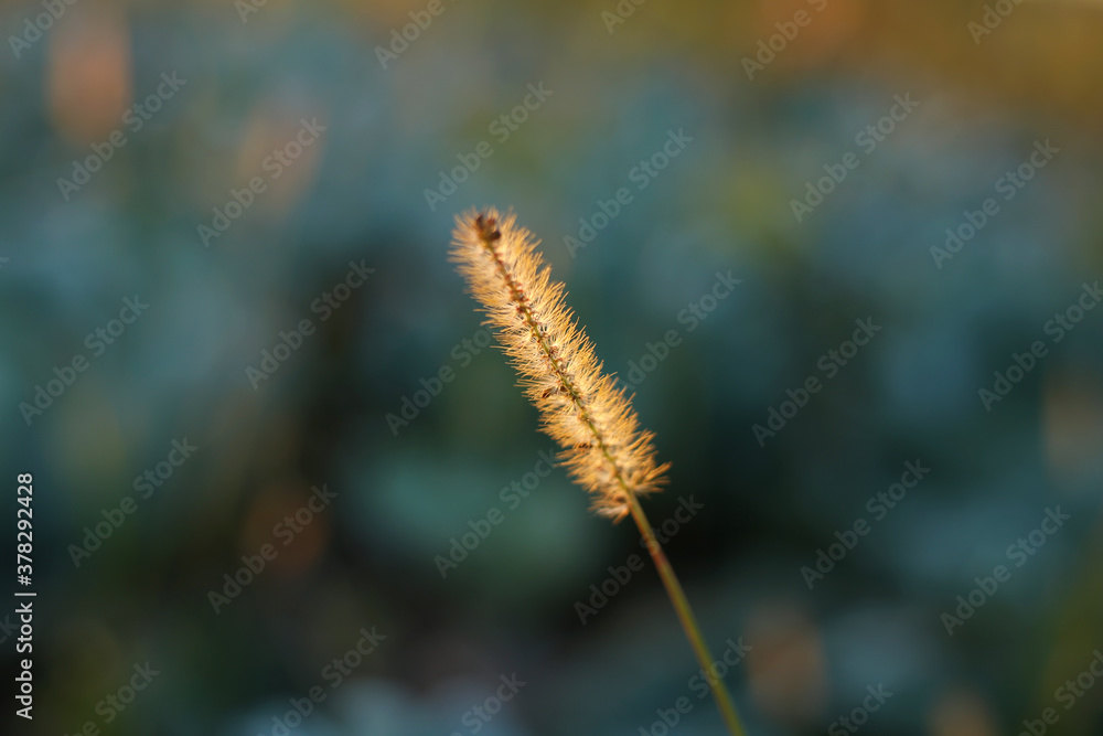 Dry ripe blade of grass with seeds on the background of a blue field.