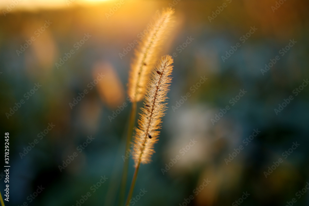 Autumn evening light illuminates the golden tops of ripe grass in the field. Autumn evening light illuminates the golden tops of ripe grass in the field.