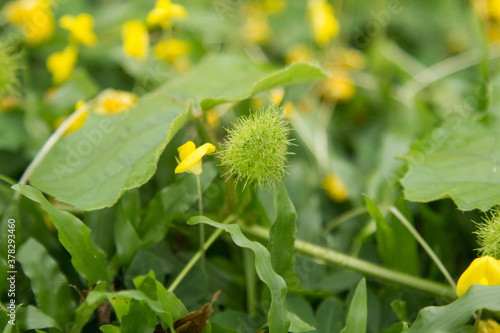 Green Fetid Passionflower in garden.
