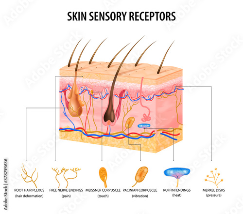 Sensory Receptors Concept photo