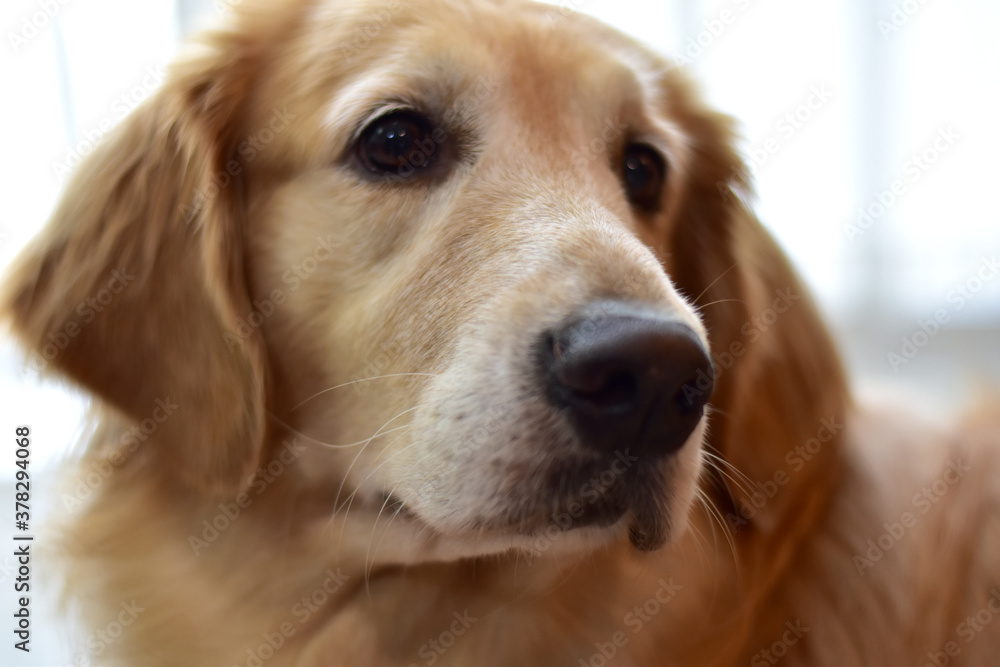 Closeup of Happy Golden retriever dog Portrait.