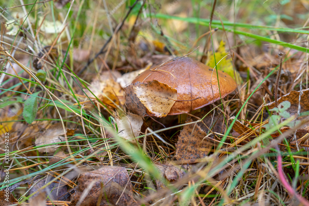 Butter mushroom growing in autumn forest among leaves and grass. Suillus luteus or Slippery Jack edible mushroom close up. Chalciporus Boletaceae Butter mushroom growing in autumn forest among leaves and grass. Suillus luteus or Slippery Jack edible mushroom close up. Chalciporus Boletaceae