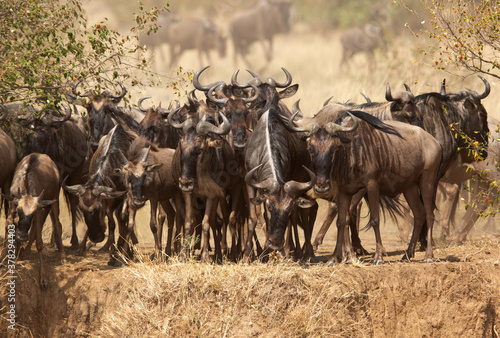 The wildebeest are also called as Gnu, these are even-hooved (ungulate) mammal © Dr Ajay Kumar Singh