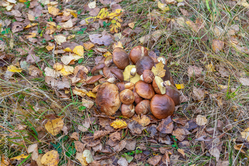 Butter mushrooms gathered by mushroomers lying on ground in autumn forest among leaves and grass. Suillus luteus or Slippery Jack edible mushrooms heap at forest edge.