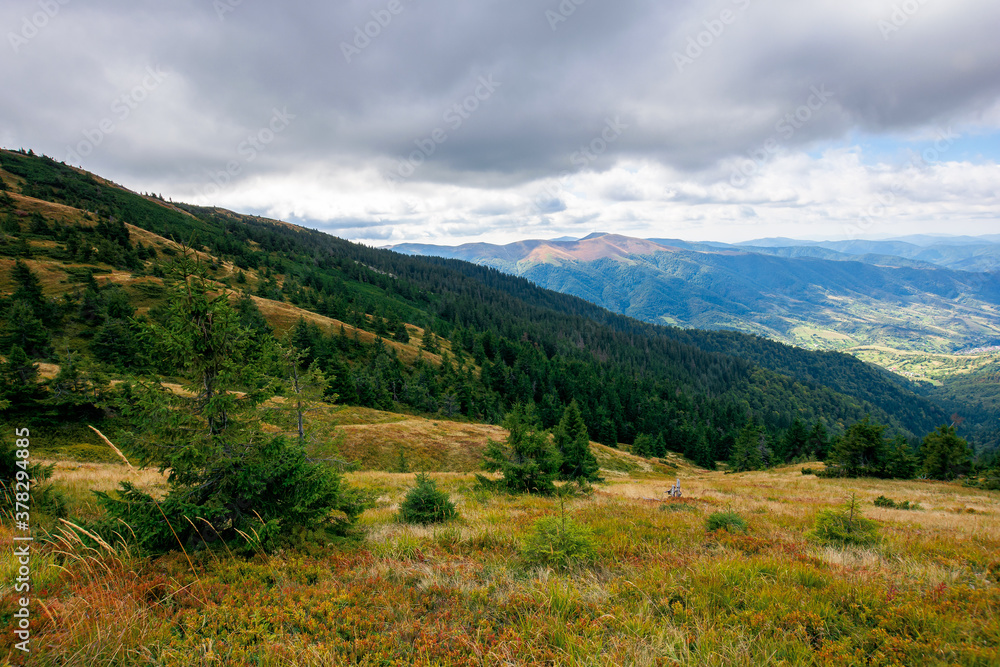 beautiful autumn landscape. hillside of mountain range with coniferous forest and meadow beautiful autumn landscape. hillside of mountain range with coniferous forest and meadow