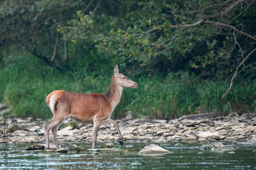Red Deer in the river. Carpathian Mountains. Poland. © Szymon Bartosz