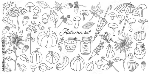 Doodle autumn set with pumpkins, mushrooms, umbrellas, leaves, sunflowers, jar of jam, honey, physalis and acorns. Vector hand drawn  sketch illustration isolated outline on white. Fall and harvest.