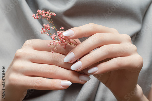 Female hands with white nail design. Female hands holding pink autumn flower. Woman hands on grey fabrick background