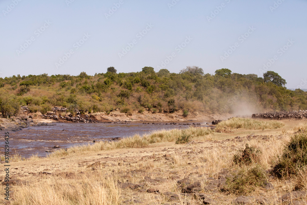 The wildebeest are also called as Gnu, these are even-hooved (ungulate) mammal The wildebeest are also called as Gnu, these are even-hooved (ungulate) mammal