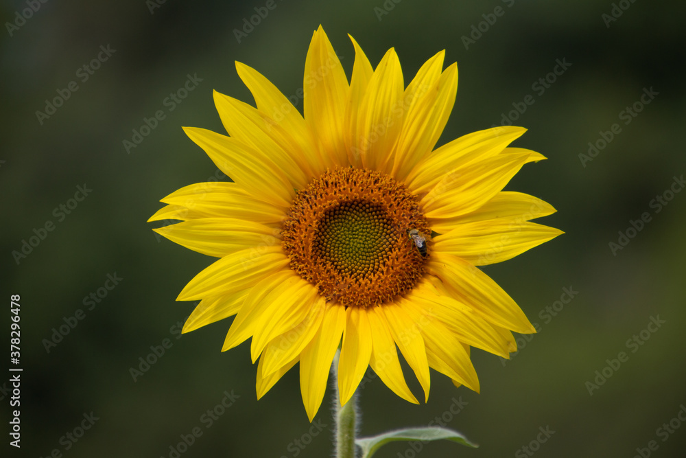 Close up of bee collecting nectar in a sunflower Close up of bee collecting nectar in a sunflower