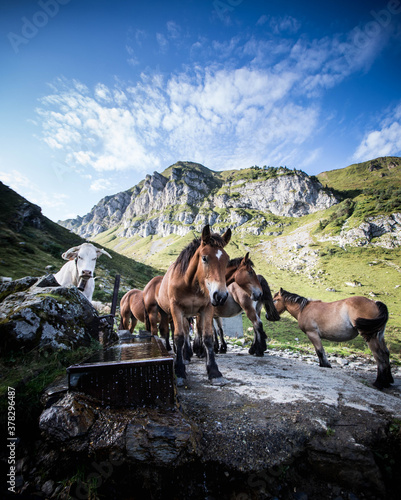 Chevaux libres en montagne qui boivent de l eau dans les Pyr  n  es en France