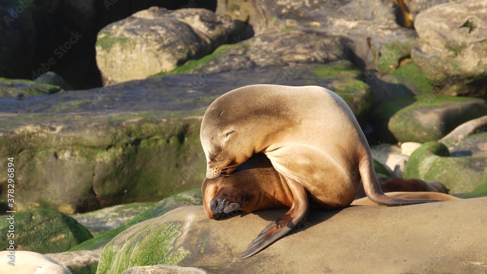 Fototapeta premium Sea lion on the rock in La Jolla. Wild eared seal resting near pacific ocean on stone. Funny wildlife animal lazing on the beach. Protected marine mammal in natural habitat, San Diego, California USA