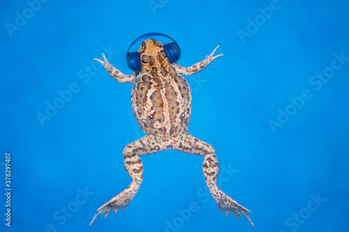 funny frog in headphones listens to music on a blue background