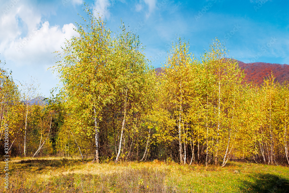birch trees in mountainous landscape. yellow foliage on the branches. beautiful nature scenery of uzhanian national park. sunny autumn weather with blue sky. birch trees in mountainous landscape. yellow foliage on the branches. beautiful nature scenery of uzhanian national park. sunny autumn weather with blue sky.