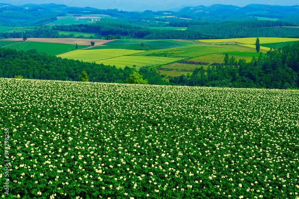 広く白い花の咲くジャガイモ畑