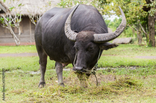 Water buffalo is grazing in a meadow.