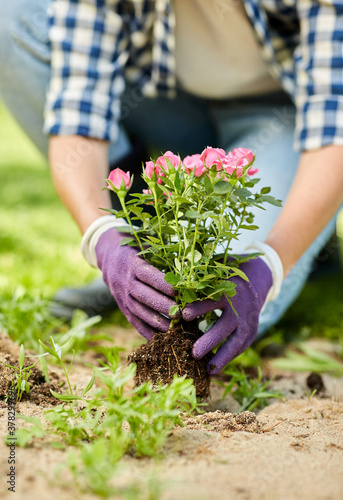 Fototapeta Naklejka Na Ścianę i Meble -  gardening and people concept - woman planting rose flowers at summer garden