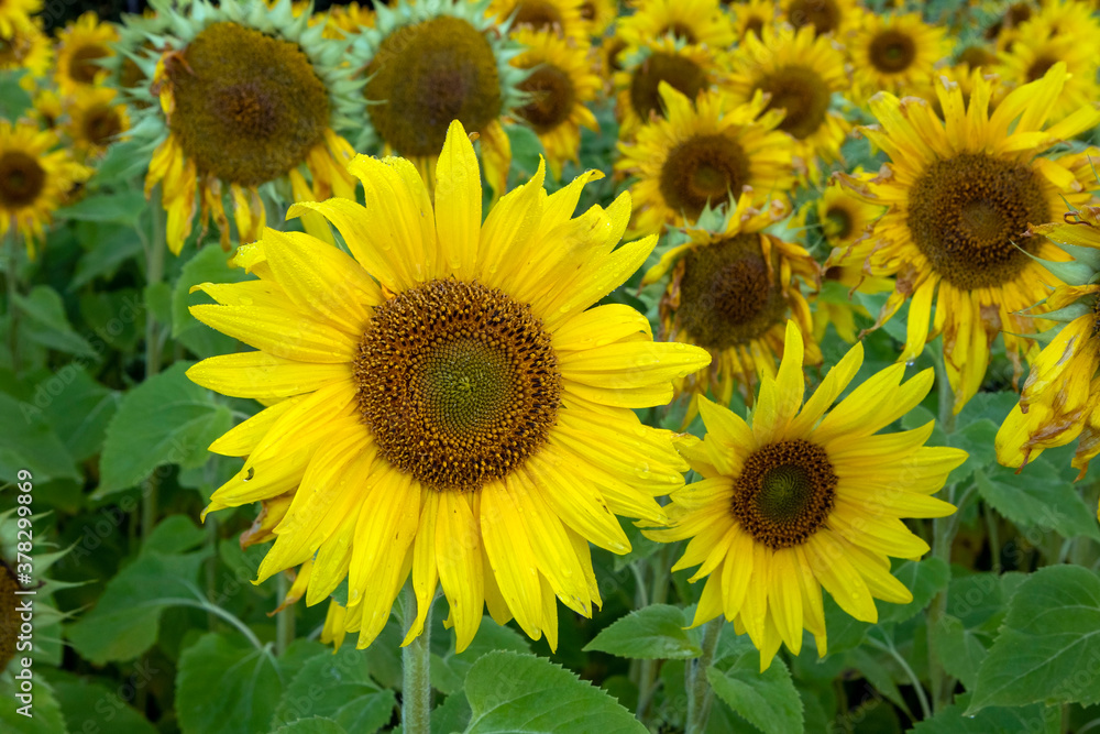 sunflower field at autumn