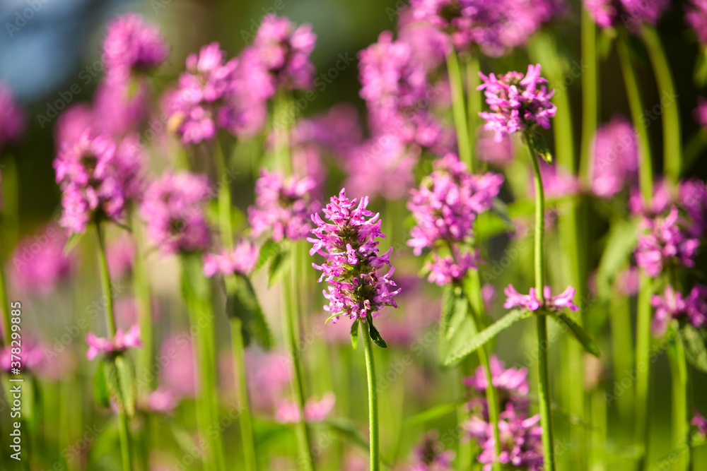 gardening, botany and flora concept - beautiful field flowers blooming in summer garden