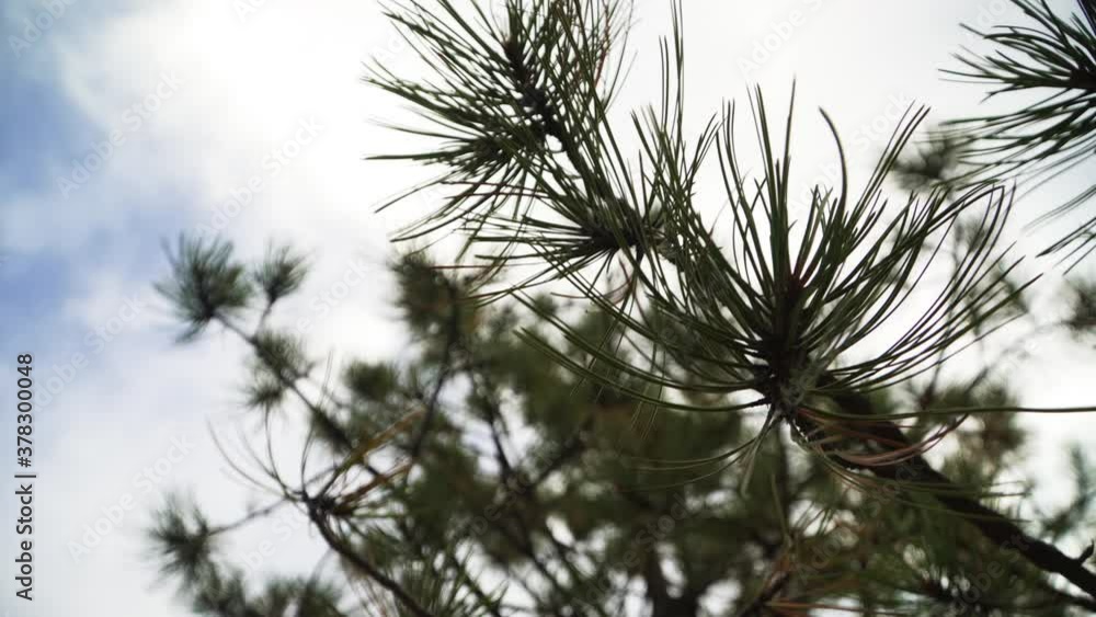 Looking up at evergreen leaves hanging off the branch of a tall tree in the forest. Looking up at evergreen leaves hanging off the branch of a tall tree in the forest.