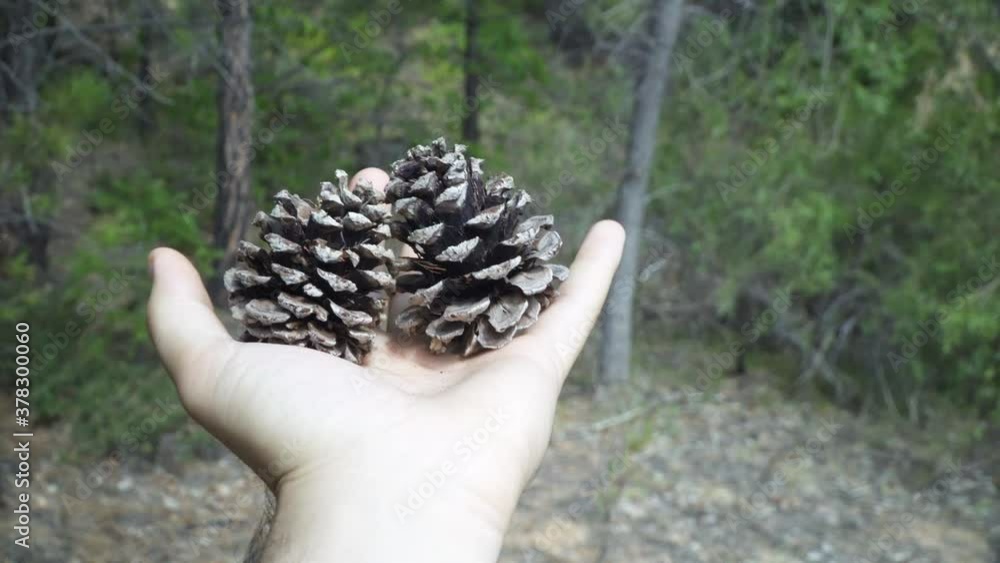Hand holds up two pine cones in front of camera and then drops them. Hand holds up two pine cones in front of camera and then drops them.