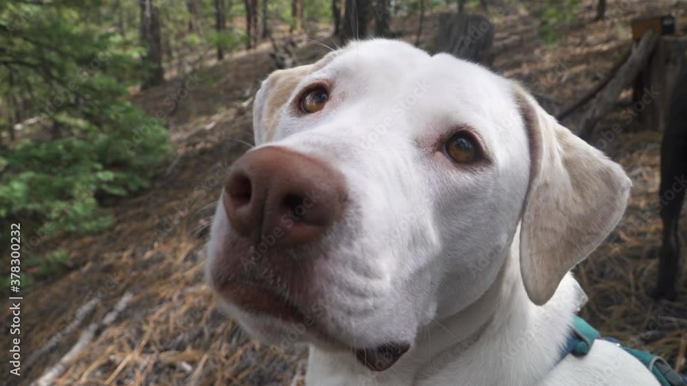 Closeup of white dog looking up, as a black puppy stumbles int he background. Closeup of white dog looking up, as a black puppy stumbles int he background.