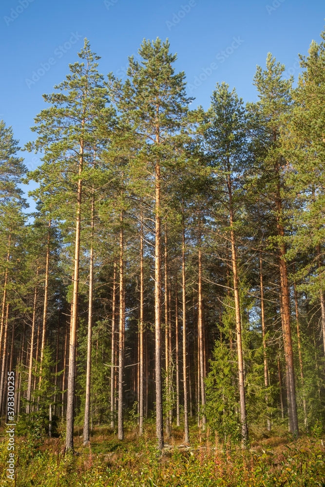 Obraz premium morning in a coniferous forest, Finland