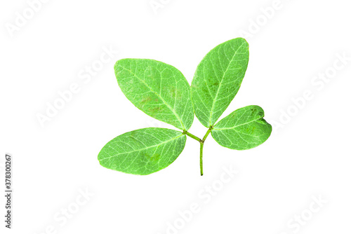 Tamarind leaf was placed on a white background.