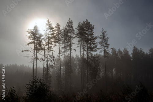 morning in the foggy forest, Finland © EsaHiltula