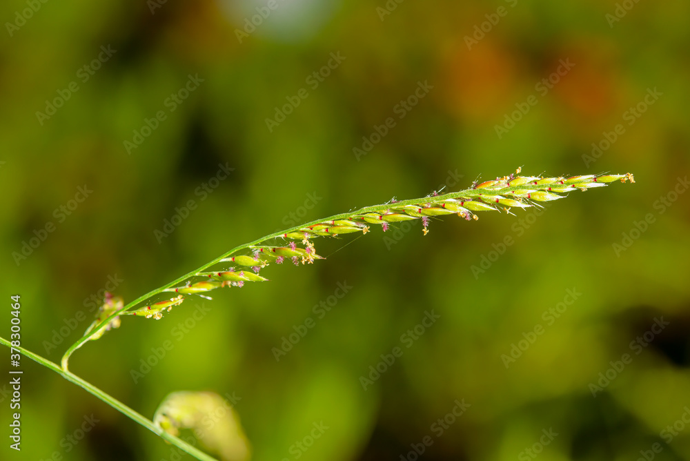 Obraz premium Some pollen that has already bloomed