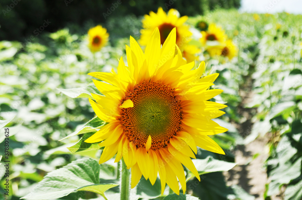 Bright, yellow flowers of sunflowers in their natural environment, field of sunflowers, close-up Bright, yellow flowers of sunflowers in their natural environment, field of sunflowers, close-up