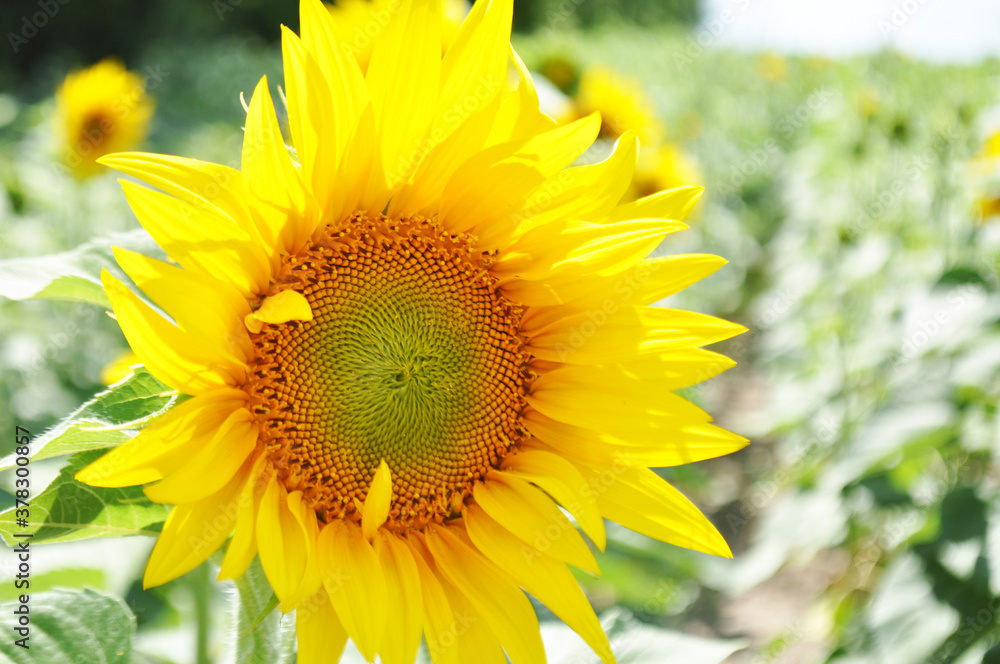 Fototapeta premium Bright, yellow flowers of sunflowers in their natural environment, field of sunflowers, close-up