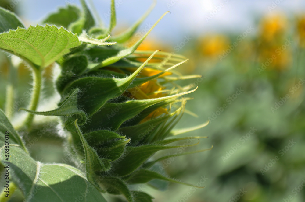 Bright, yellow flowers of sunflowers in their natural environment, field of sunflowers, close-up Bright, yellow flowers of sunflowers in their natural environment, field of sunflowers, close-up