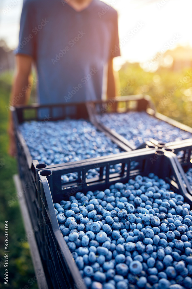 Farmer working and picking blueberries on a organic farm - modern business concept.