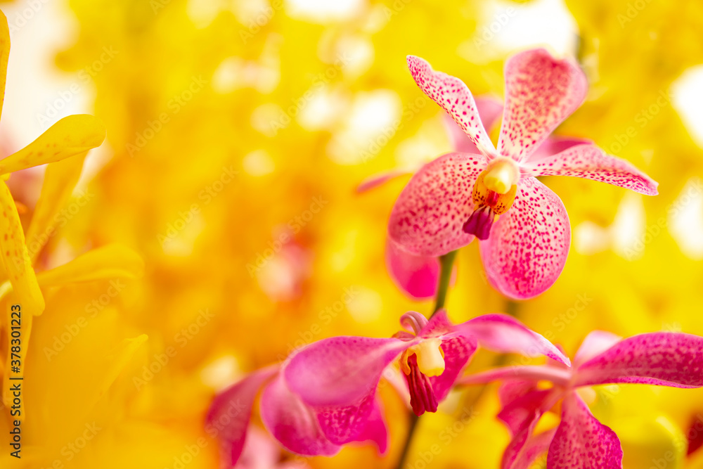 Fototapeta premium Beautiful orchid