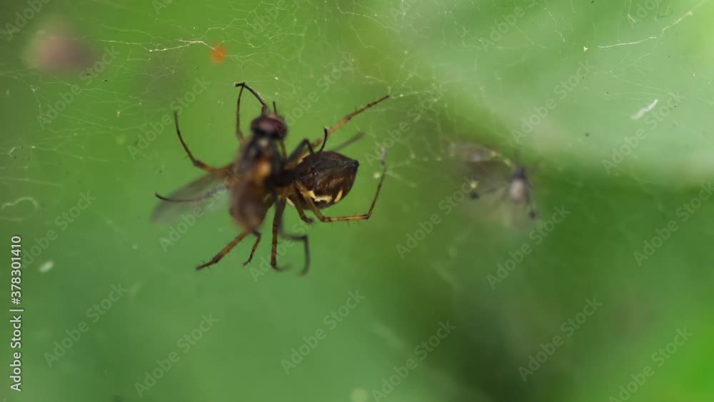 Cought in the spider's trap Cought in the spider's trap