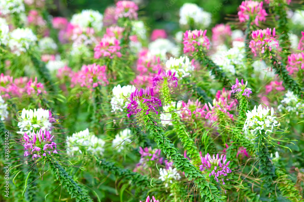 Obraz premium pink flowers in the field