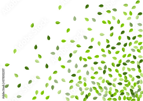 Mint Leaves Fly Vector Design. Realistic Leaf 