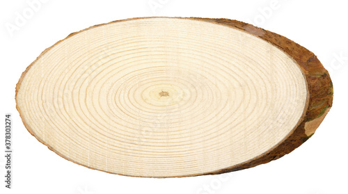 Cross section of pine tree