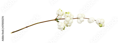 Closeup of snowberries (Sym...