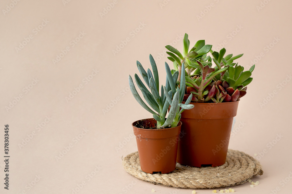 Fototapeta premium Trending minimalist banner with copy space for text. Green fresh succulents flowers on pale pink beige background.