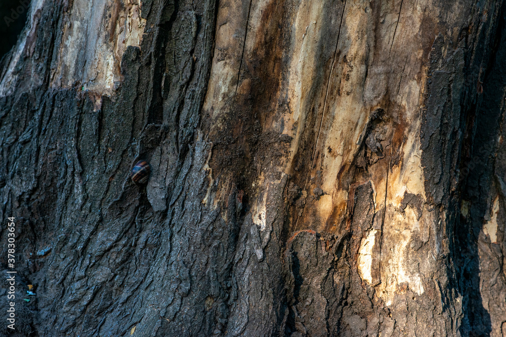 Real Thick Bark Wood Tree Texture, Bark Of Tree, Rough Surface Pattern, Background, Shallow depth of field.
Real Thick Bark Wood Tree Texture, Bark Of Tree, Rough Surface Pattern, Background, Shallow depth of field.