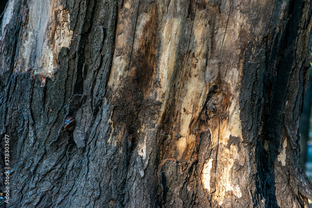 Real Thick Bark Wood Tree Texture, Bark Of Tree, Rough Surface Pattern, Background, Shallow depth of field.
Real Thick Bark Wood Tree Texture, Bark Of Tree, Rough Surface Pattern, Background, Shallow depth of field.