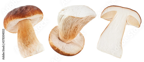 Boletus edulis or cep isolated on white background. Collection