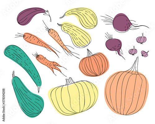 Set of autumn vegetables drawn by living line. Pumpkin, zucchini, carrots, beets, eggplants, garlic are arranged in a random pattern. Flat vector illustration.

