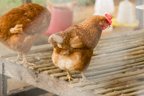Close up the Brown Hen in farm. A domestic fowl.